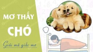 mơ thấy chó Mơ Thấy Chó Đánh Con Gì Để Trúng Lớn? Cùng 68GB Giải Mã Chi Tiết